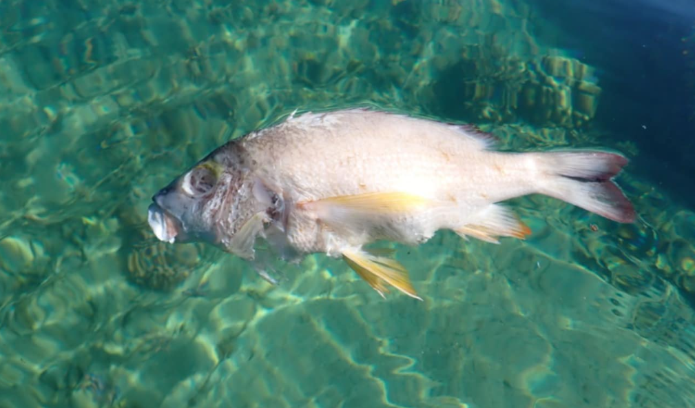 Low tides and extreme heat blamed for fish deaths along Fiji’s coast ...