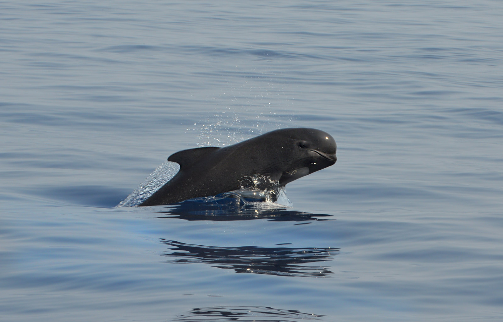 Lower levels of PFAS ‘forever chemicals’ in North Atlantic whales show regulations work: Study