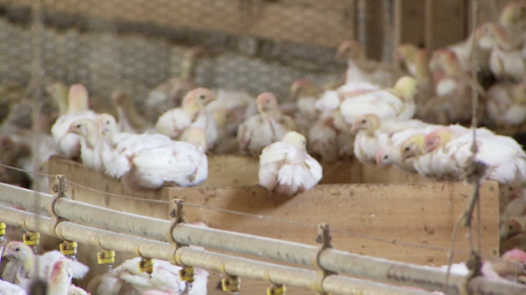 Maryland Confirms Highly Pathogenic Avian Influenza in Wicomico County