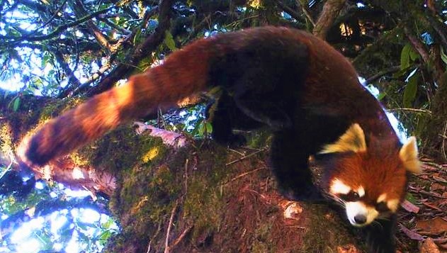 This photo features the Hkakaborazi National Park – a habitat for Myanmar’s red pandas. Photo: Hkakaborazi National Park