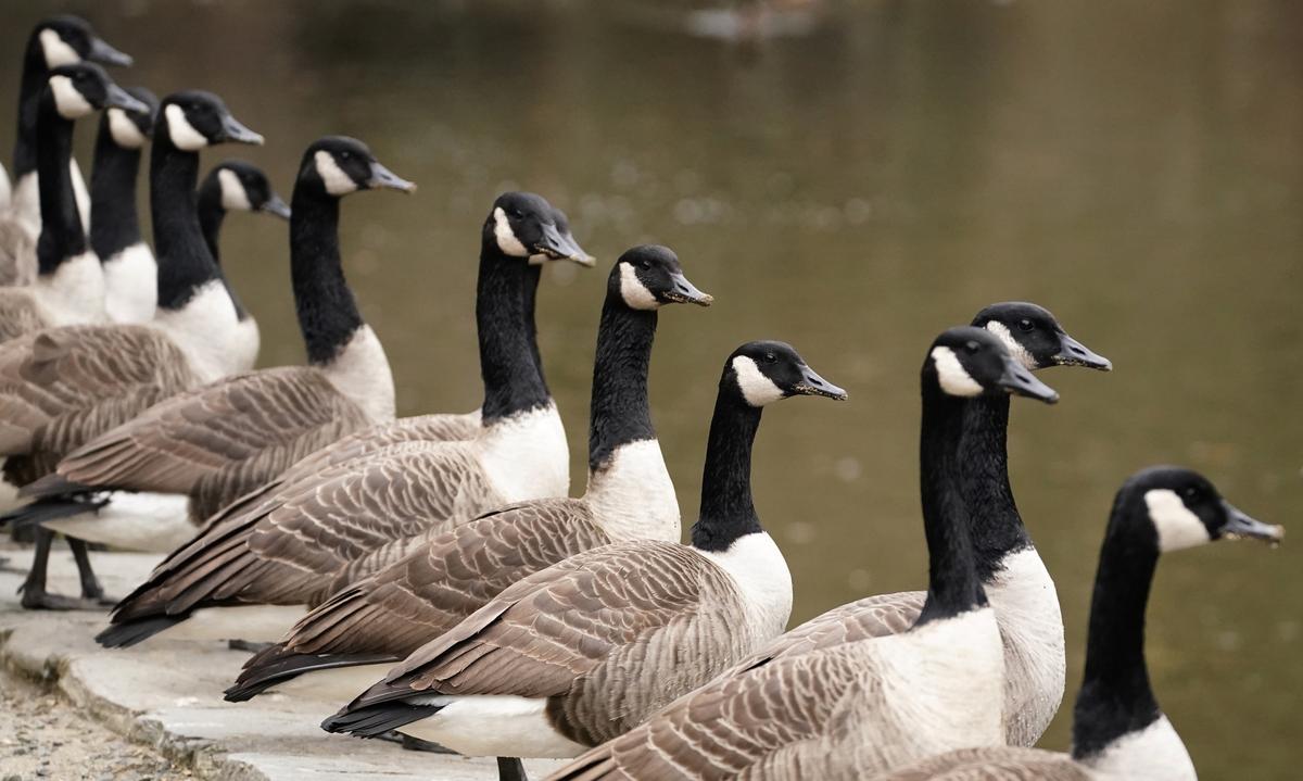NJ is littered with dead geese, but why?