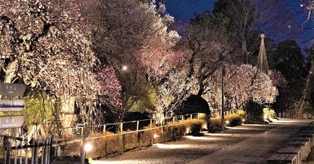 Now is the time to visit one of Tokyo’s best off-the-beaten-path plum blossom gardens
