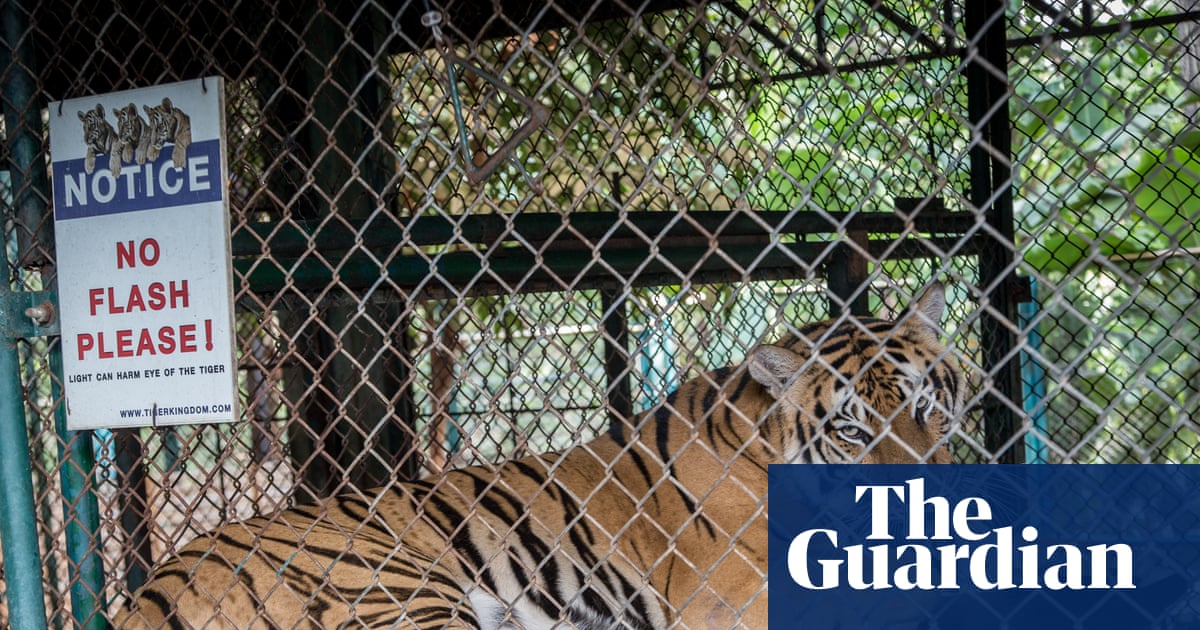 Officials race to contain virus outbreak after 72 captive tigers die in Thailand | Thailand