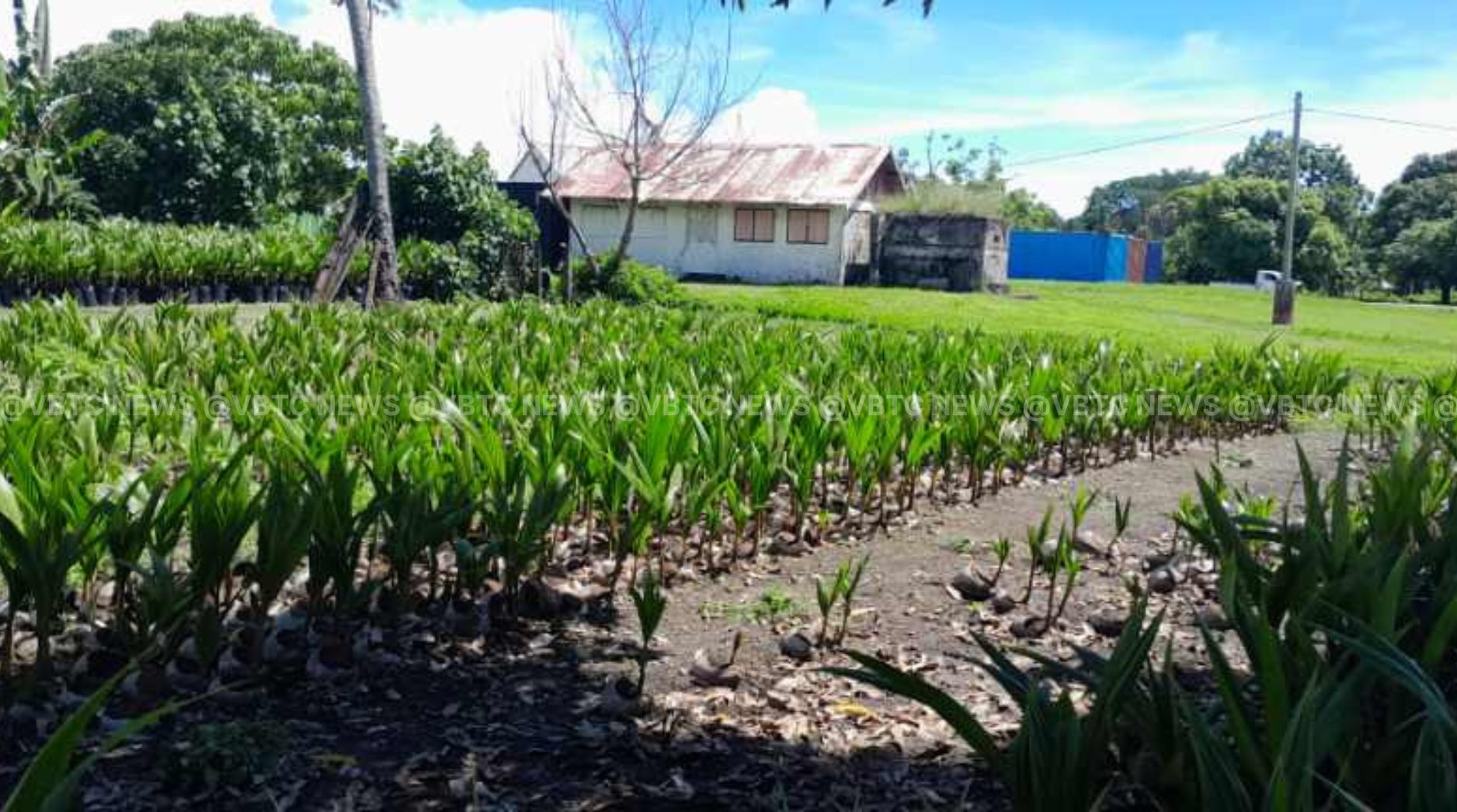 PRV Targets 150,000 Coconut Trees by 2030