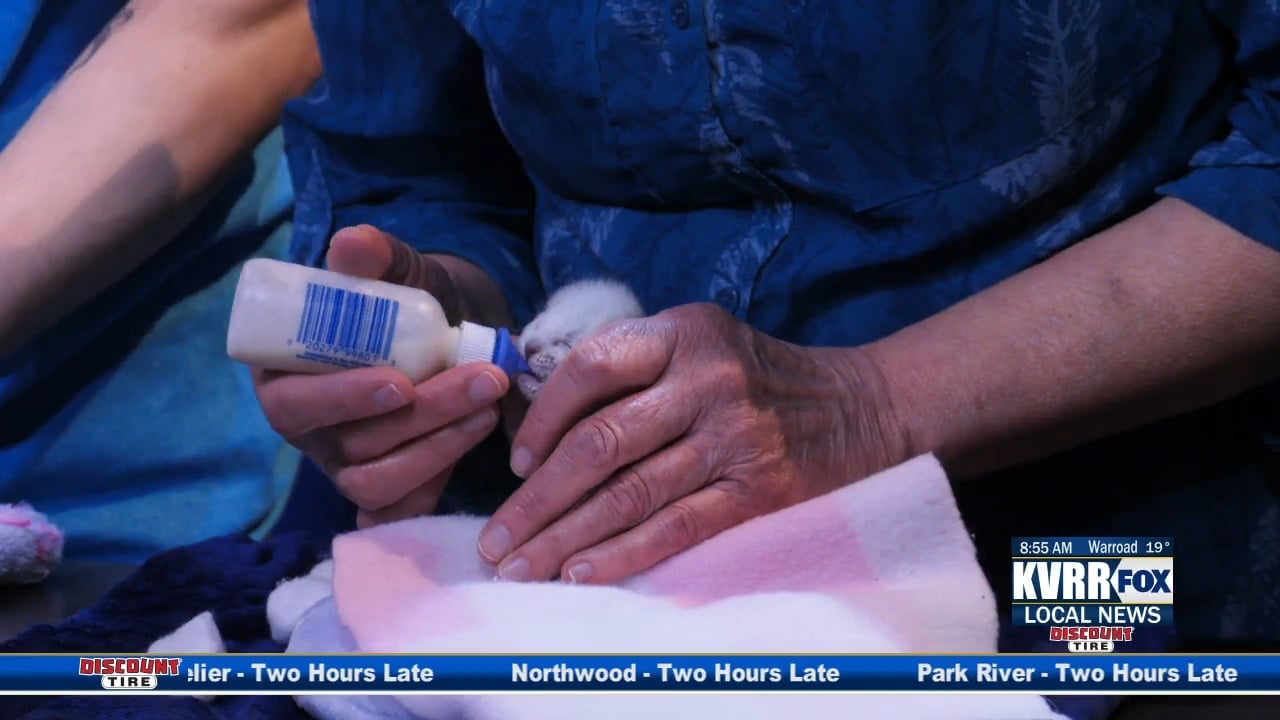 Pet Connection: Meet Babka and Snowflake