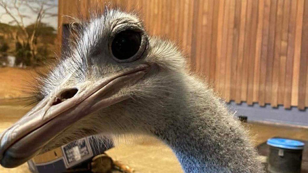 Pickles, beloved ostrich of Como Zoo, dead at 14