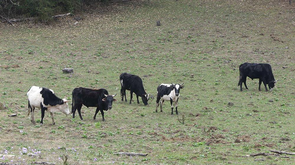 Race to save Bhutan’s native livestock breeds from extinction