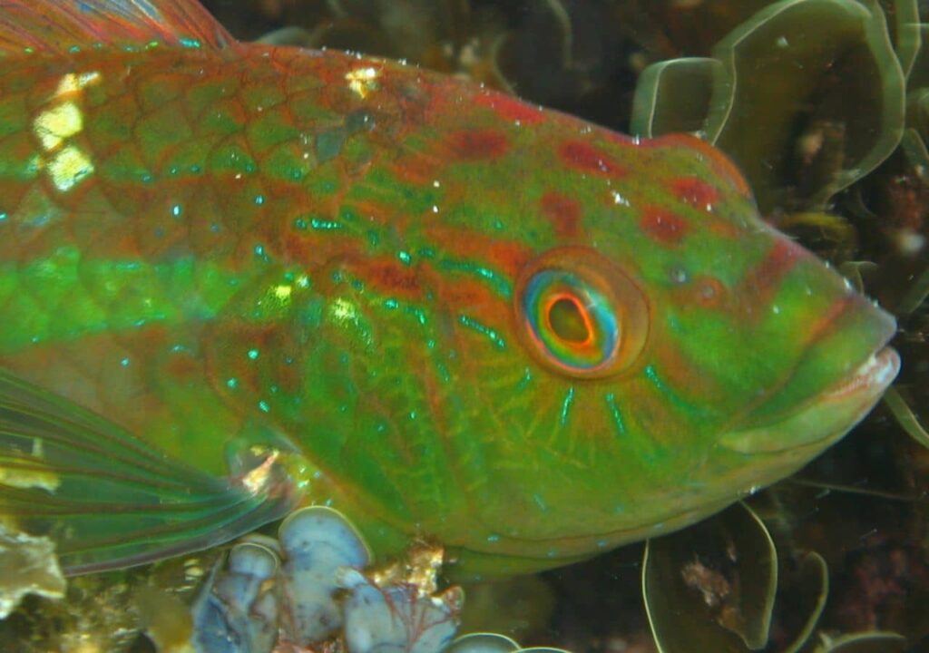 Rarest Fish Spotted Rare Fish Feared Extinct Rediscovered in Australia’s Underwater Forests ...