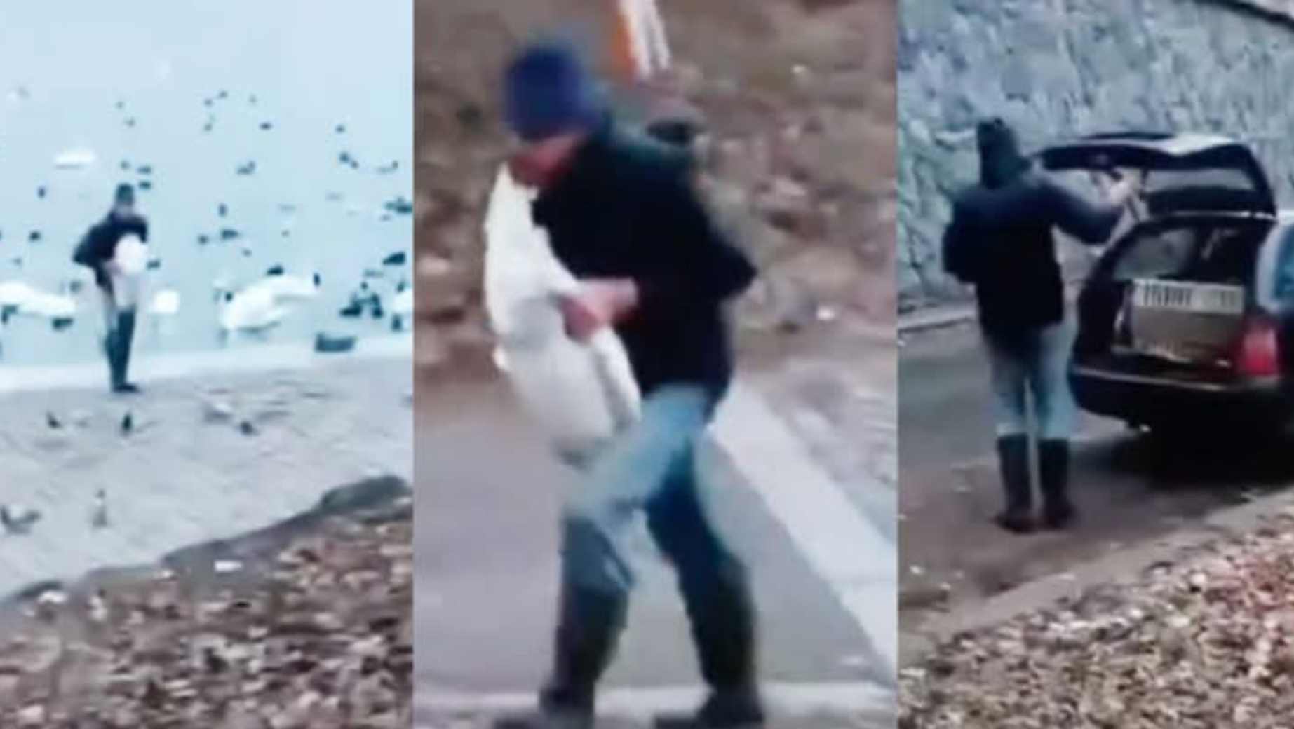 Repeat Offender Identified After Swan Removals in Prague