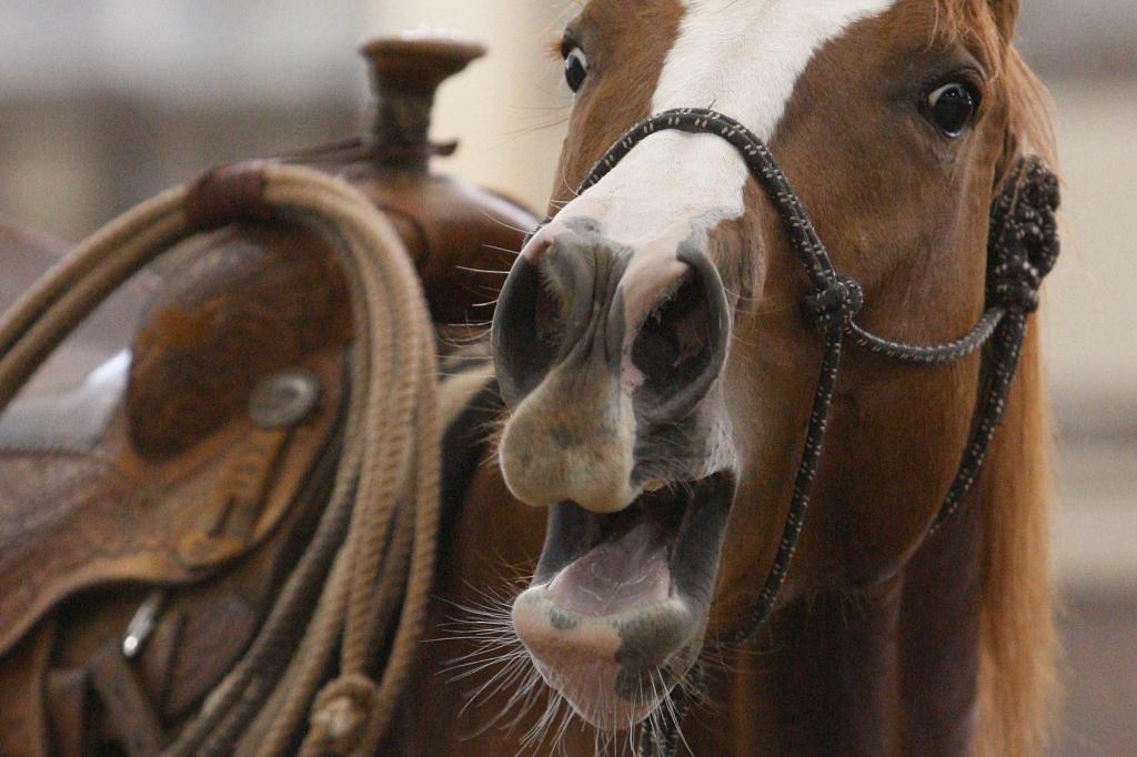 Scientists know how horses create their unique neighs