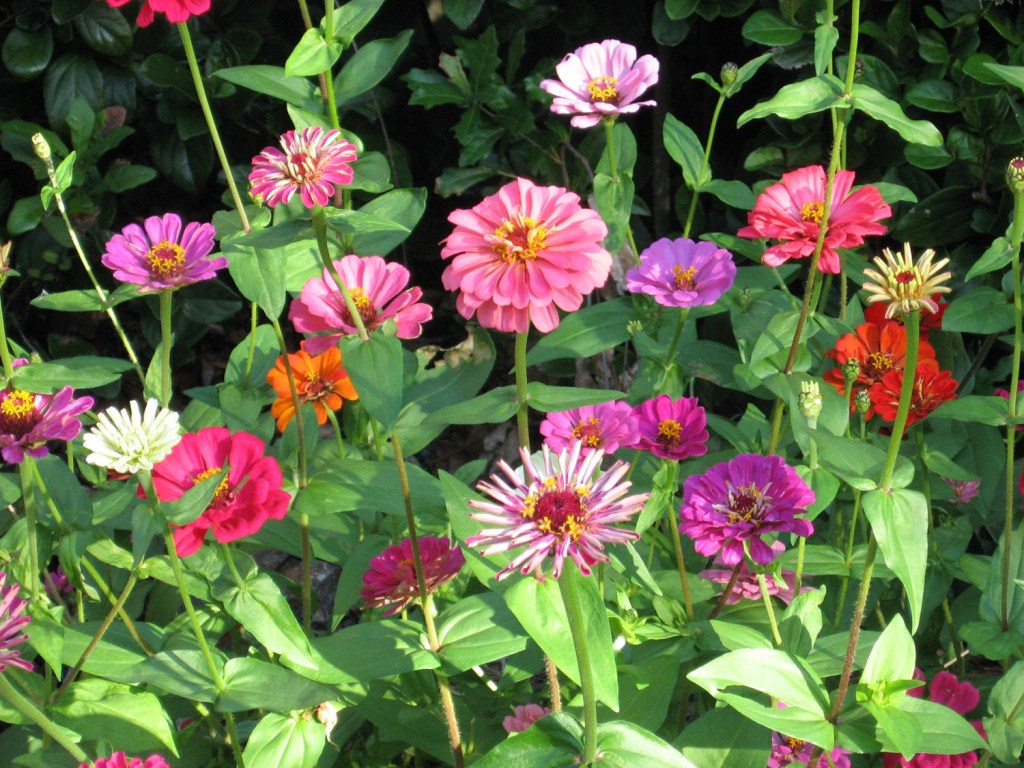 Some plants will recover from recent freeze in time