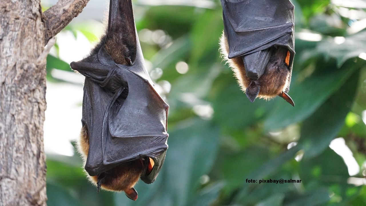 Bats (Source: pixabay@salmar)