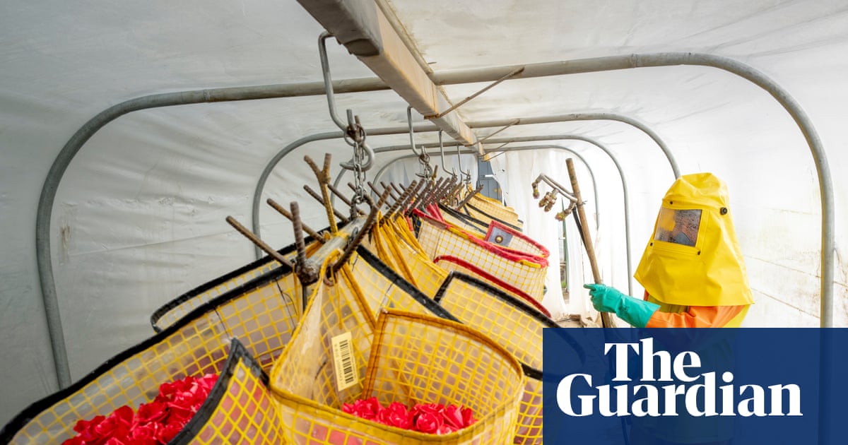 The true cost of Ecuador’s perfect roses: how the global flower trade poisons workers | Global development