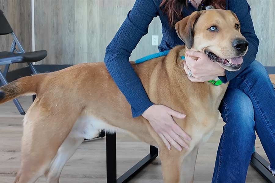 This 4-year-old pyrenees mix is our Pet of the Week