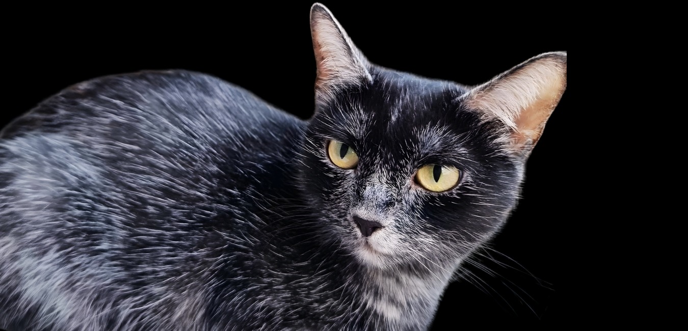 Dracula cat - Transylvanian breed