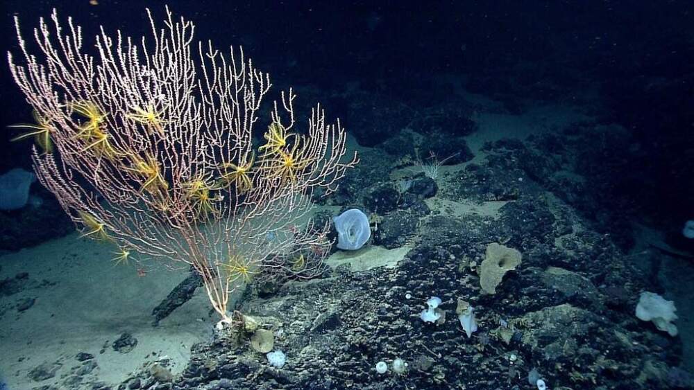 FILE - This undated file image provided by the National Oceanic and Atmospheric Administration made during the Northeast U.S. Canyons Expedition 2013, shows corals on Mytilus Seamount off the coast of New England in the North Atlantic Ocean. (NOAA Office of Ocean Exploration and Research via AP, File)