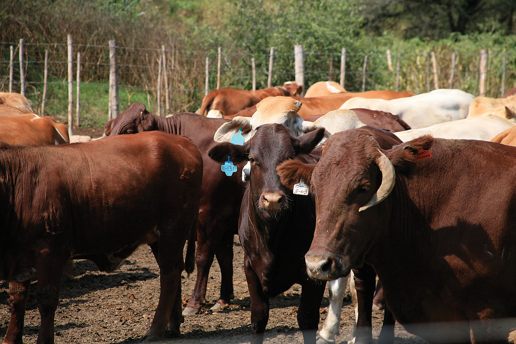 UK threatens to ban Botswana beef over FMD outbreak