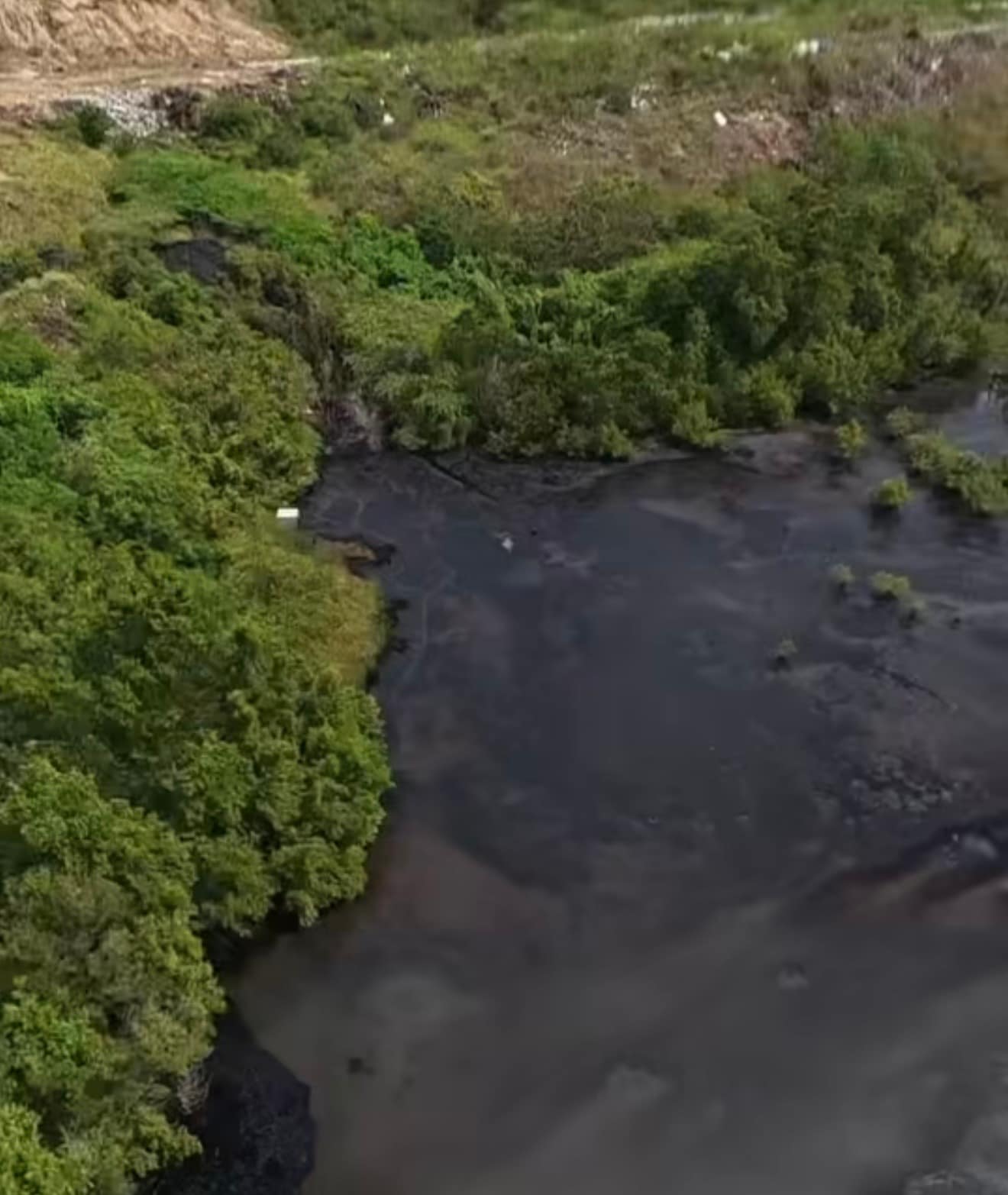 VIDEO: Businessman Raises Alarm Over Alleged Oil Dumping in Five Islands Mangroves
