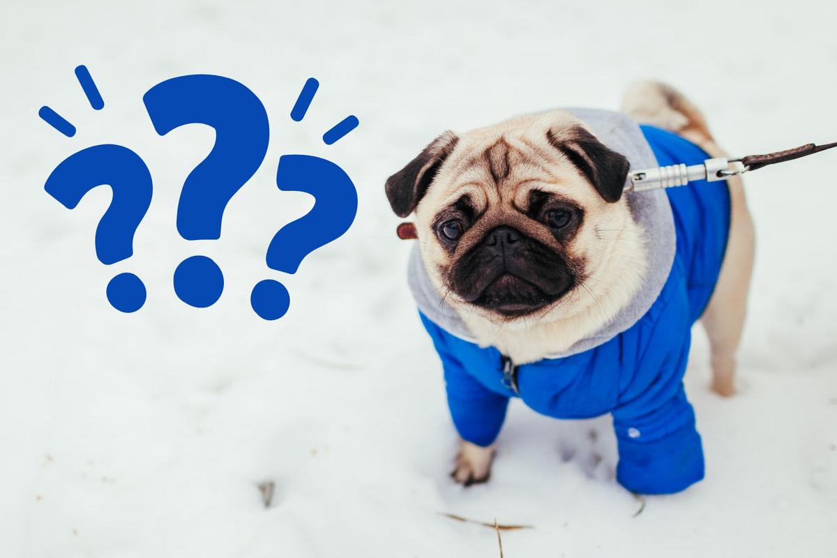 Why NJ dog owners must stop this bad practice when it snows