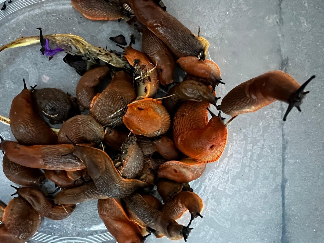 Talkā Saulkrastu novadā lasa Spānijas kailgliemežus