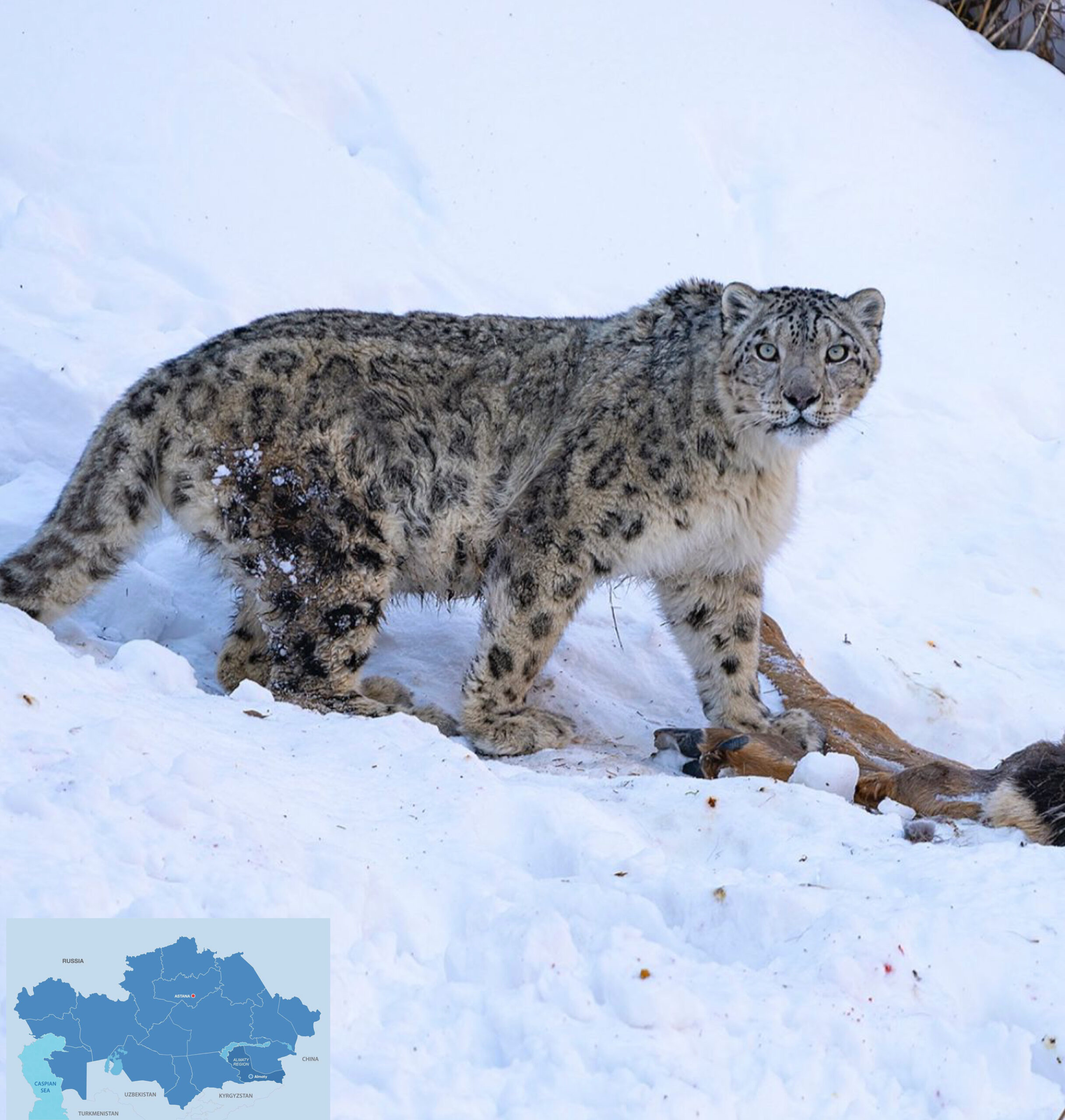 Zoologists Spent Three Days Guarding Stray Snow Leopard in Almaty Mountains