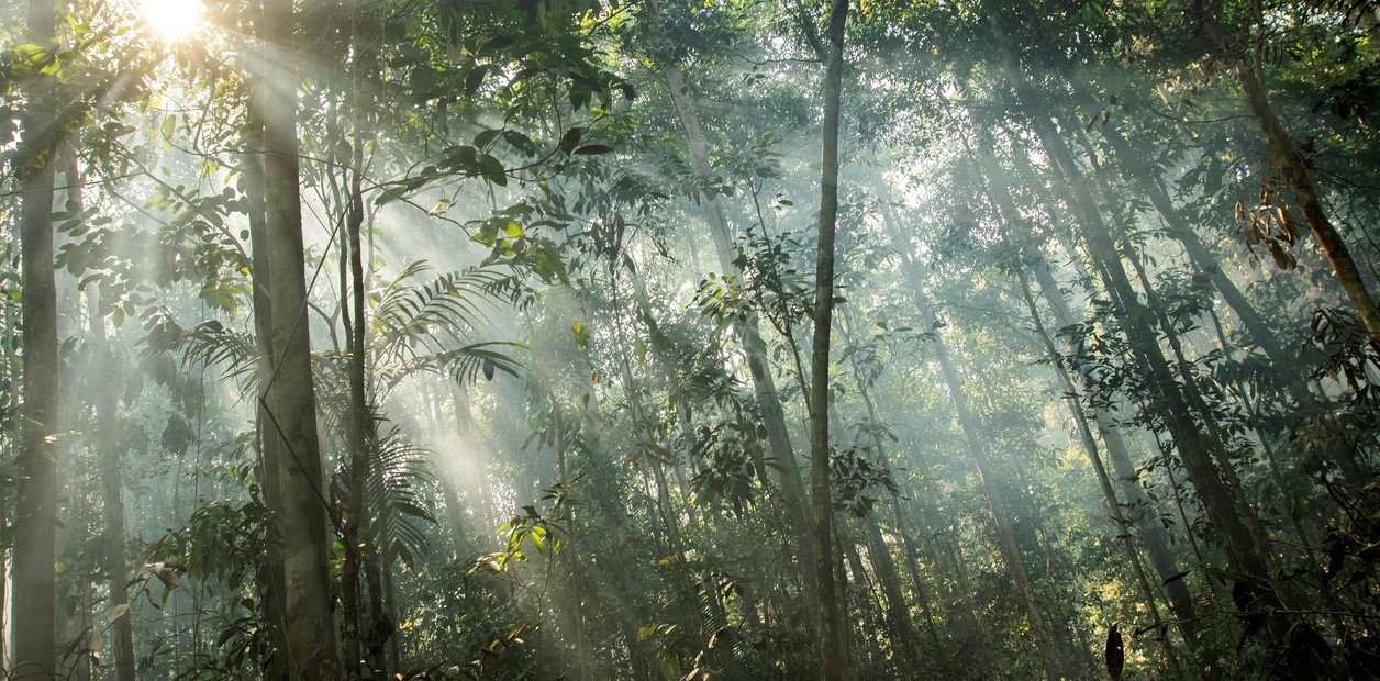 Un hallazgo desconcertó a los científicos: por qué algunos árboles aguantan sequías que deberían matarlos