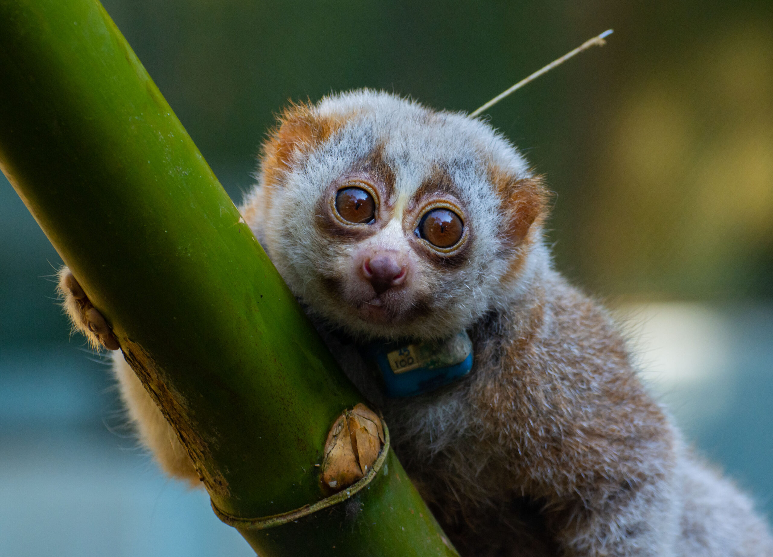 A radio-collared slow loris in Bangladesh.