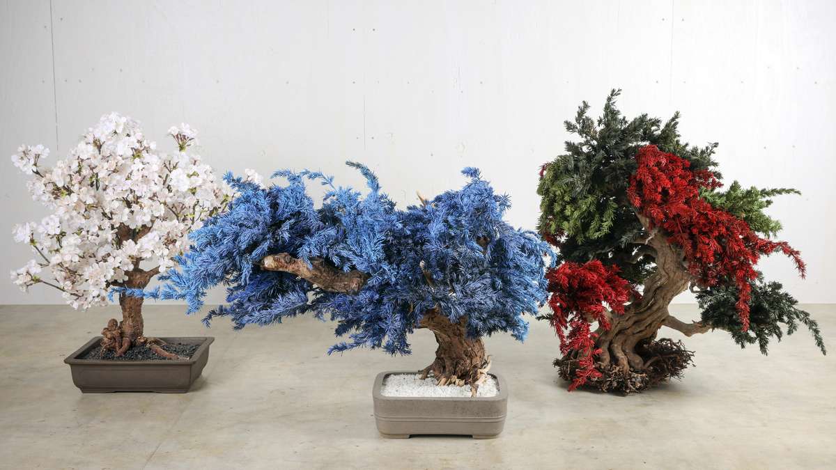 ‘Dry Bonsai’ Gives New Life to Withered Trees, Allows Free Artistic Expression