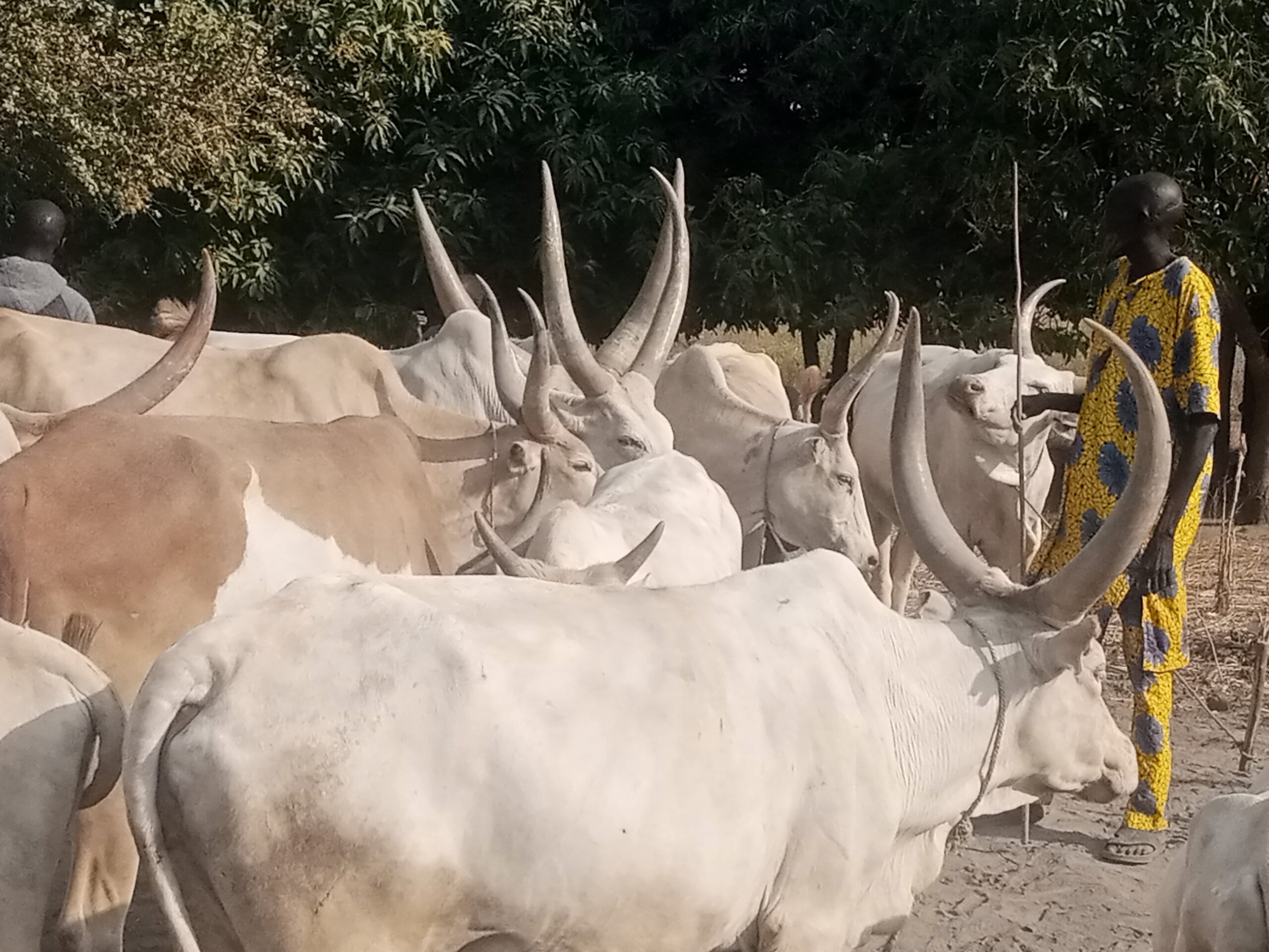 10 killed as armed youths clash over cattle