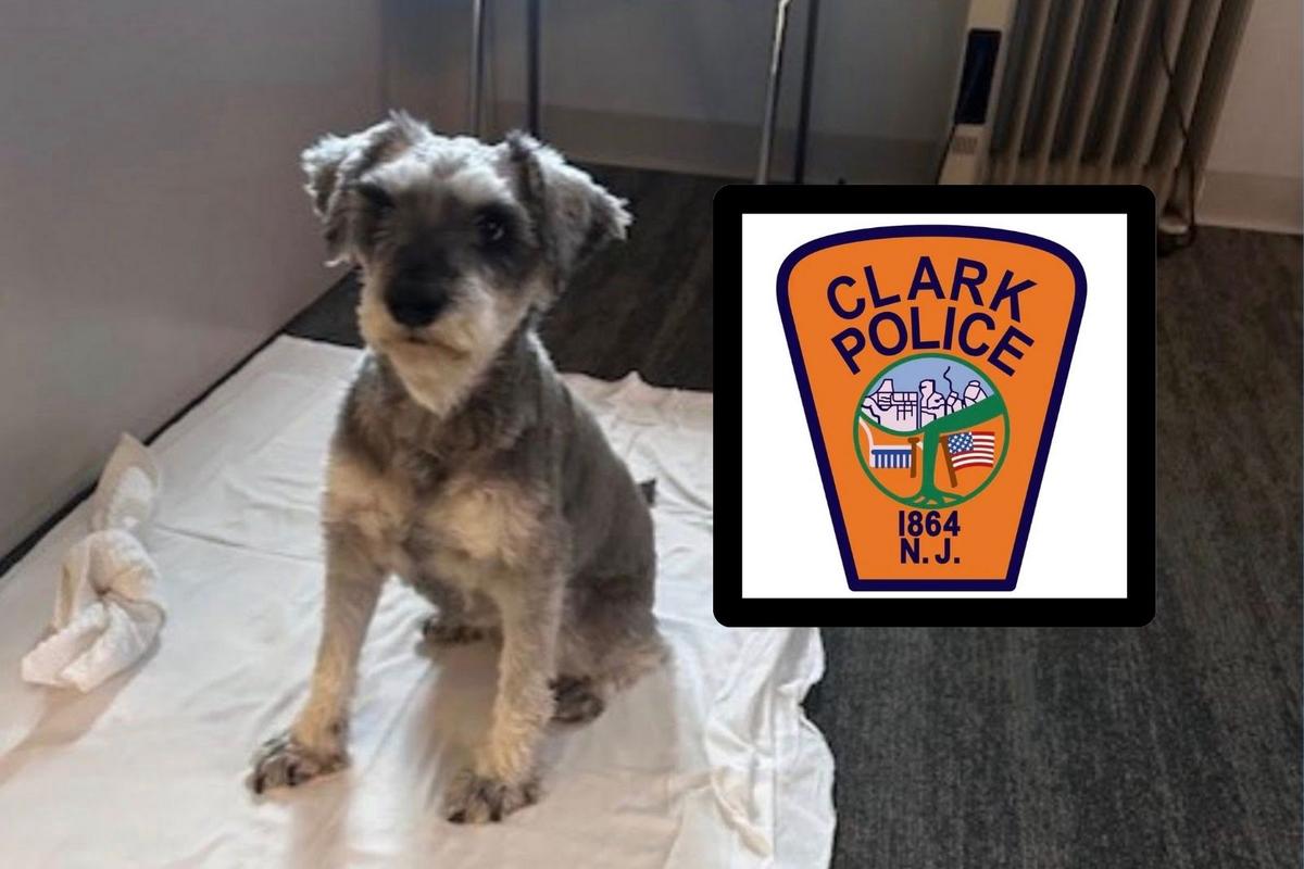 2 years after disappearing in Texas, dog shows up in NJ