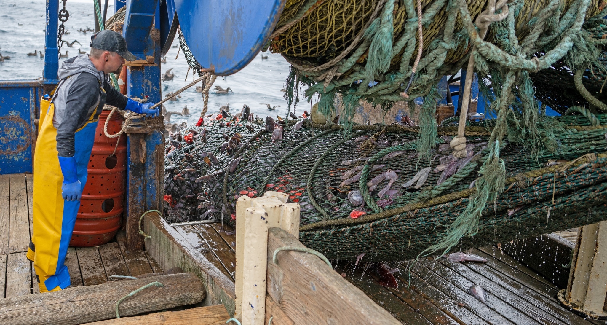 25 years after ‘disaster’ declaration, major U.S. fishery makes a comeback