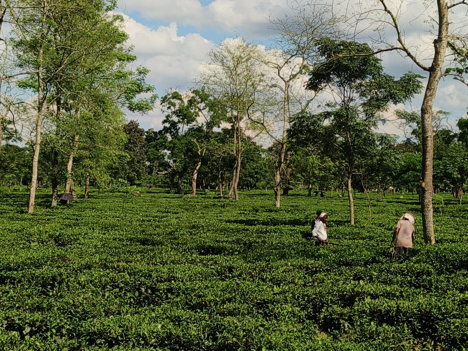 37 tea garden communities to get OBC status ahead of Assembly polls