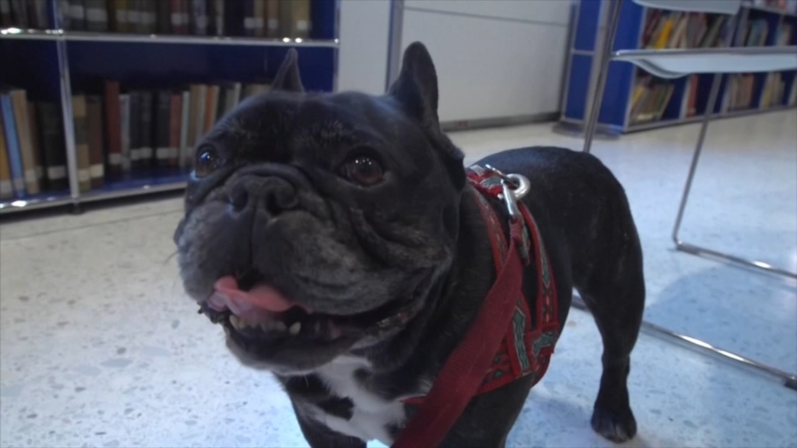 AKC Favorite Dog Breeds: French bulldog frenzy may be cooling in US, but dachshunds are riding high