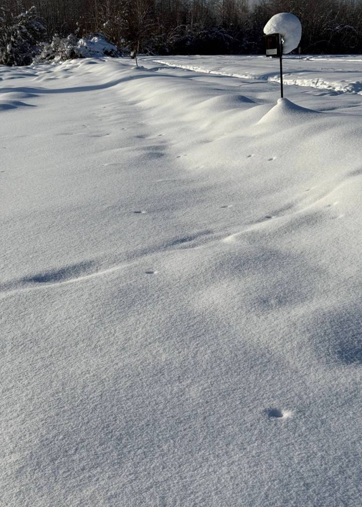 Mice-like voles have pushed up vent holes that connect to their subnivean worlds here at Creamers Field Migratory Waterfowl Refuge. Photo courtesy Mike Taras