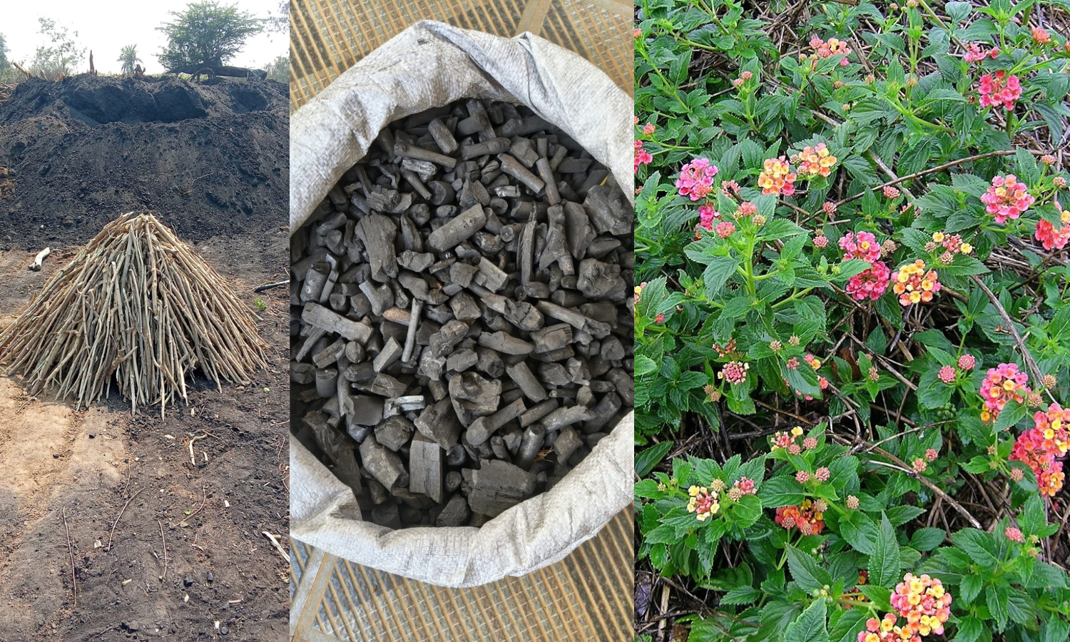 Amrabad Turns Invasive Lantana into Black Gold