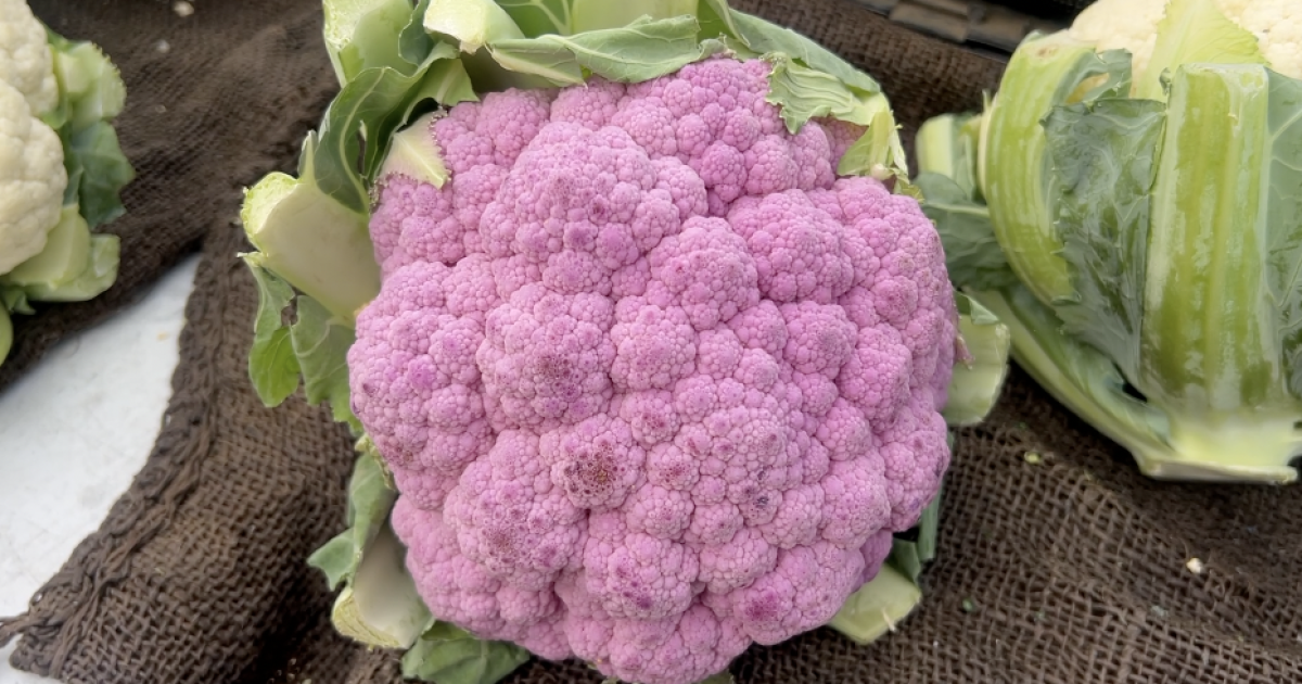 Applications open for farmers market coupons for seniors