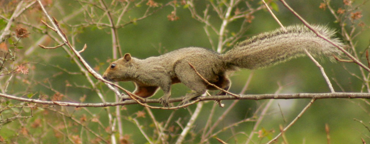 Argentina updates national IUCN mammal list with new focus on non-native species