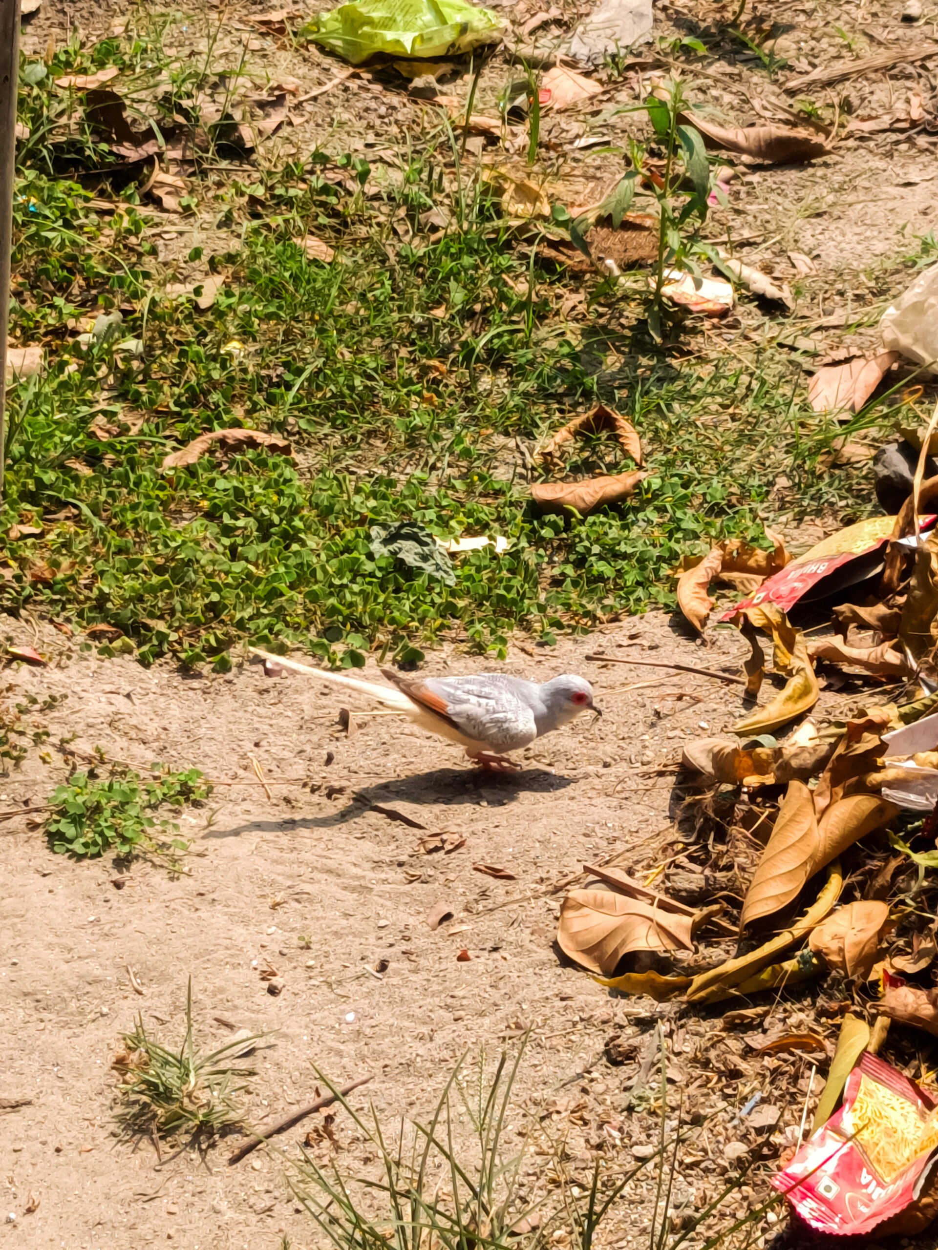 Australian Diamond Dove recorded in Assam for first time