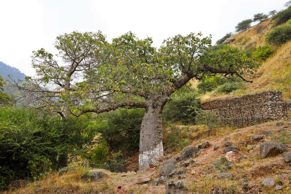 Beetle known for ravaging mango trees now killing baobabs, study finds