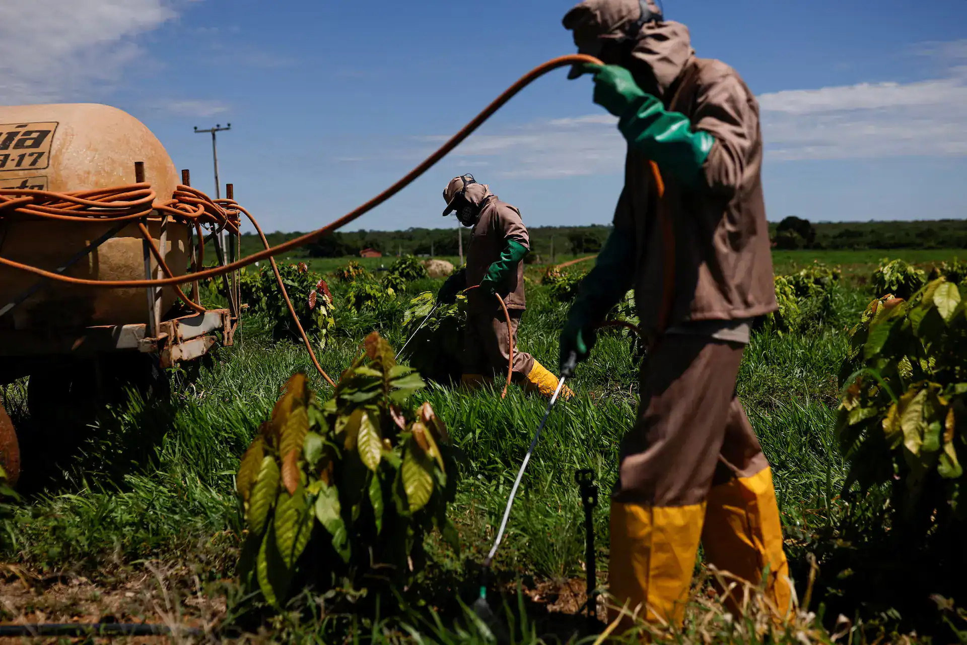 Brazil Cocoa Expansion Stalls as Prices Crash 70%