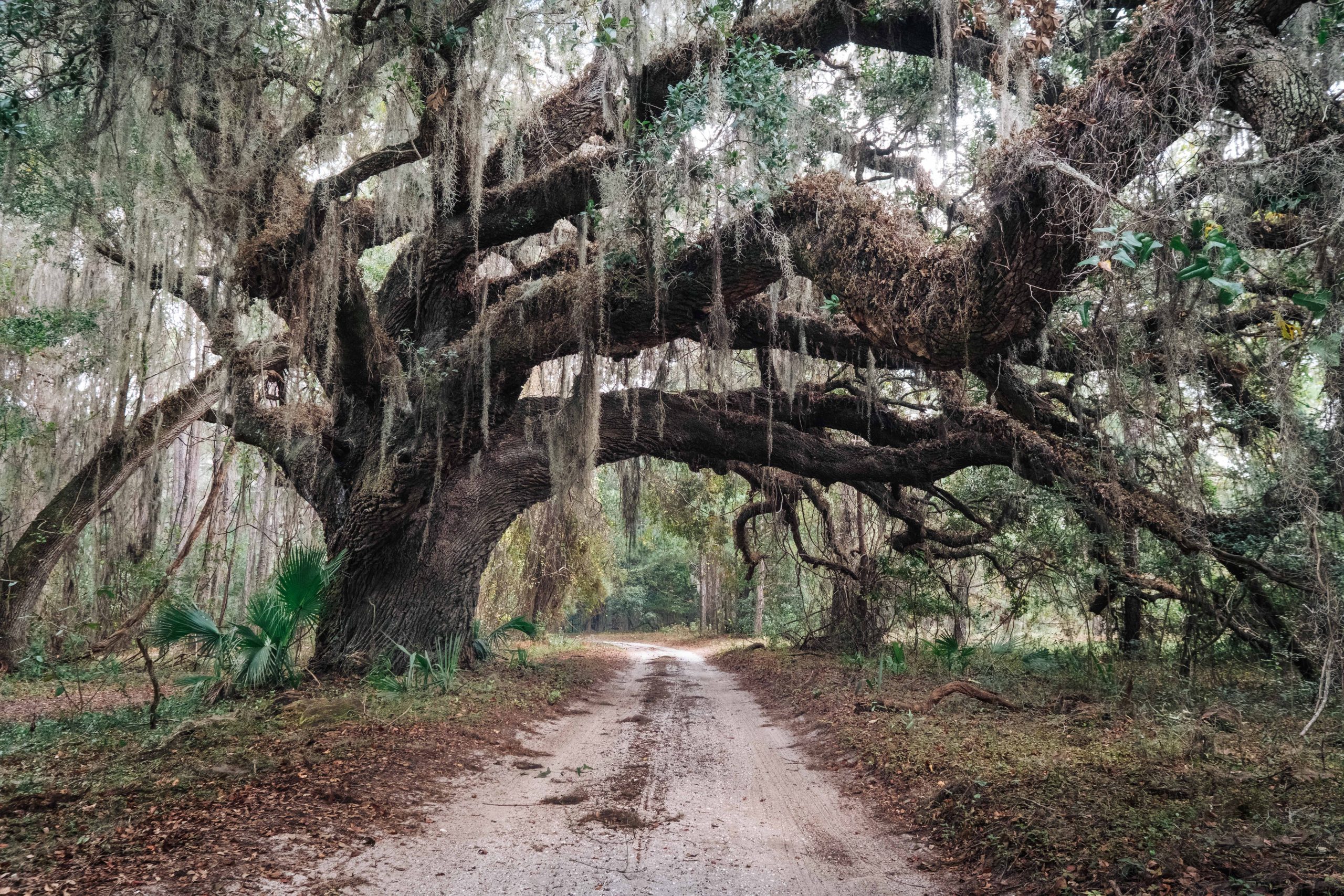 Camden declines support for Cumberland Island land swaps