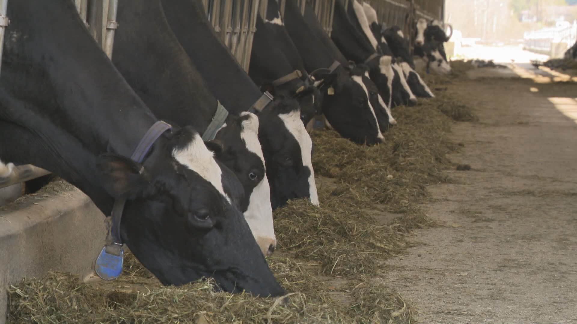 Canadians’ Easter meal to cost more this year as beef prices keep climbing - National