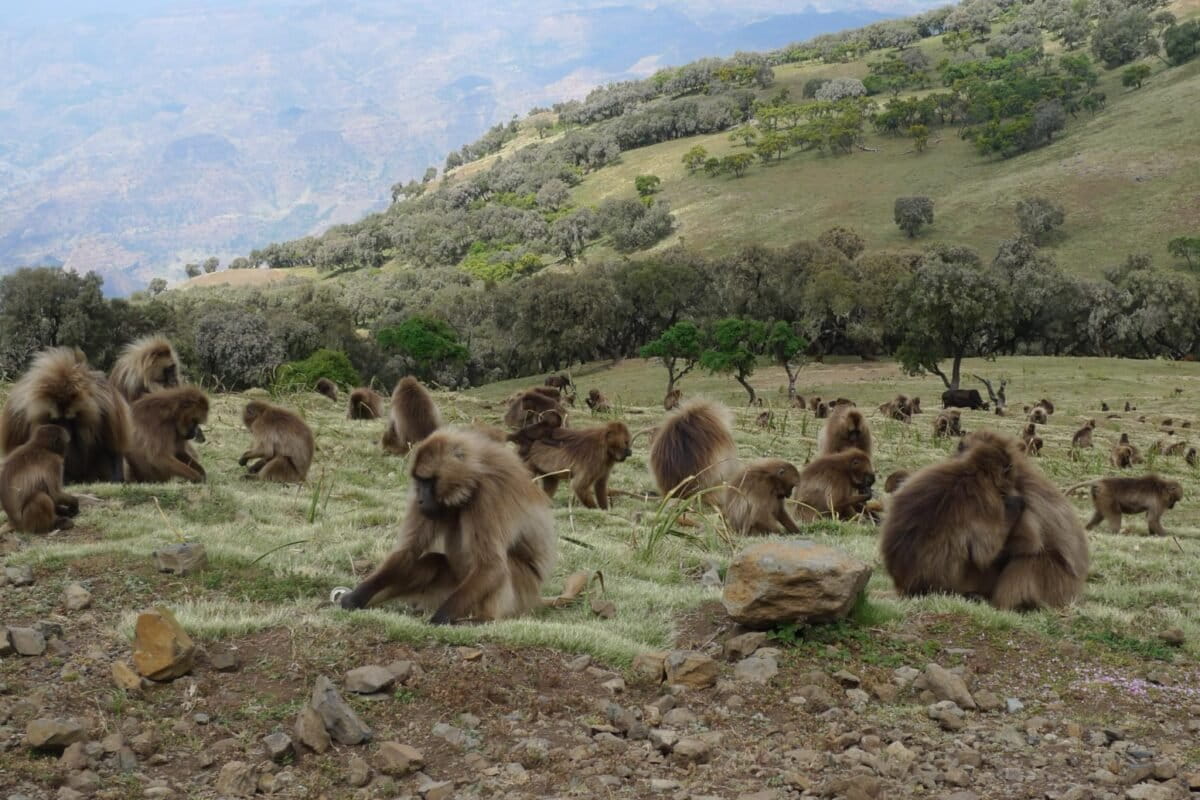 Gelada baboons (Theropithecus gelada) in Ethiopia’s Semien Mountains. Image by Alastair Rae via Flickr (CC BY-SA 2.0).