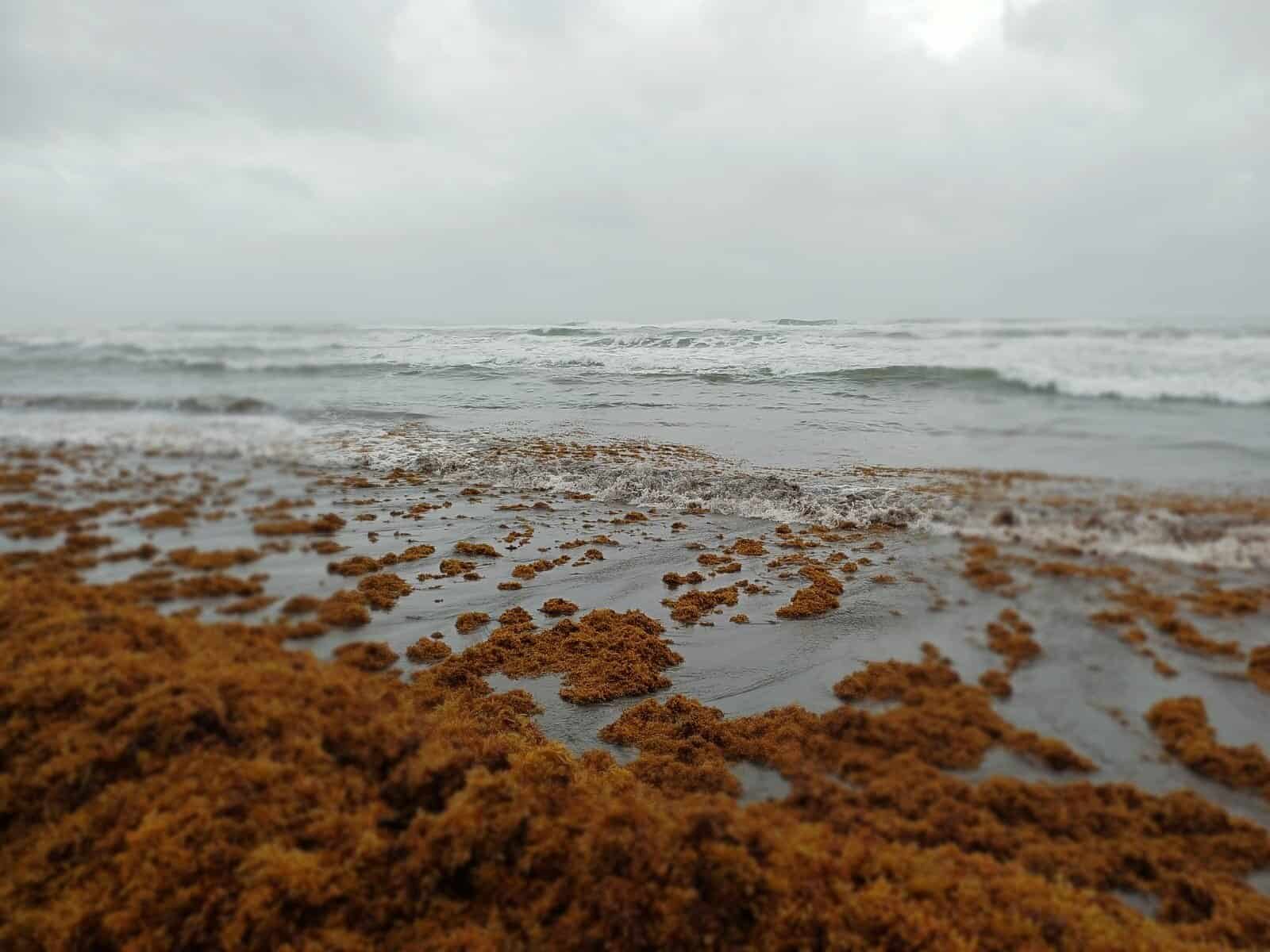 Costa Rica Turns Sargassum Threat into Resource Opportunity