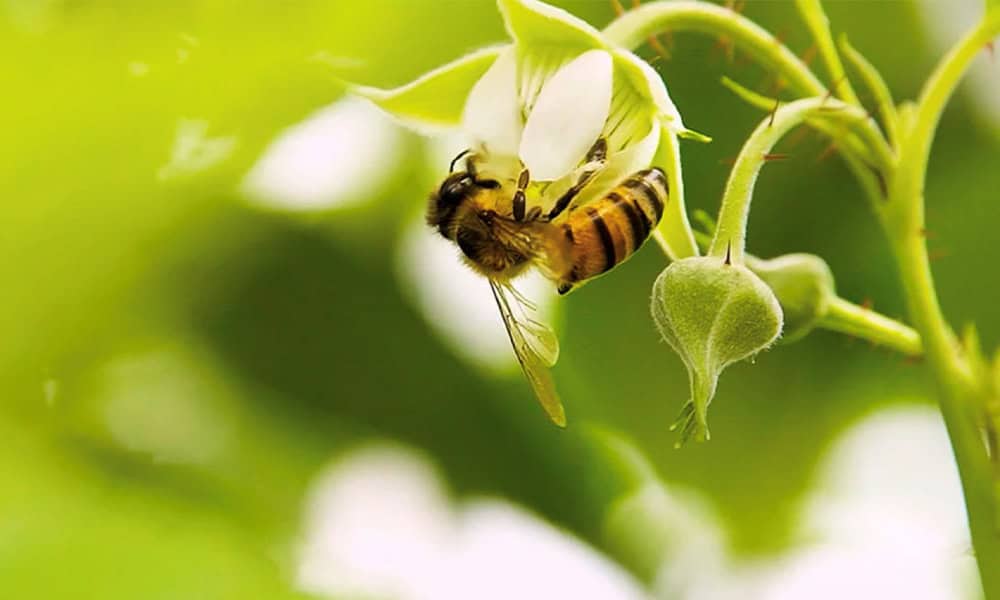 Costa Rica announces gradual ban on bee-killing pesticide used by farmers