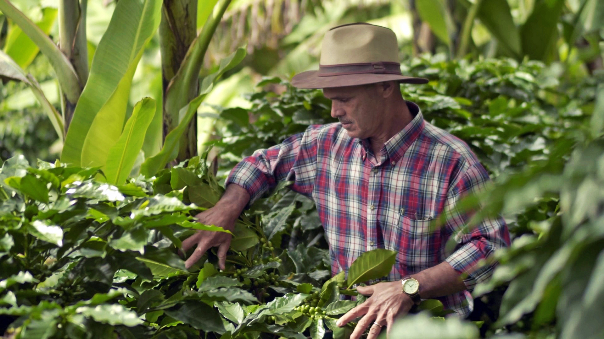 Costa Rica’s head start may mask tougher EUDR road ahead