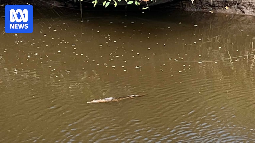 Crocodile spotted in suburban Newcastle creek captured