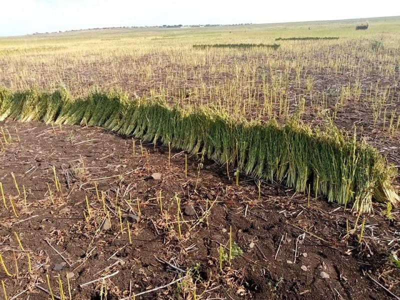 Crop prices surge in Sudan’s El Gezira as cultivated land shrinks
