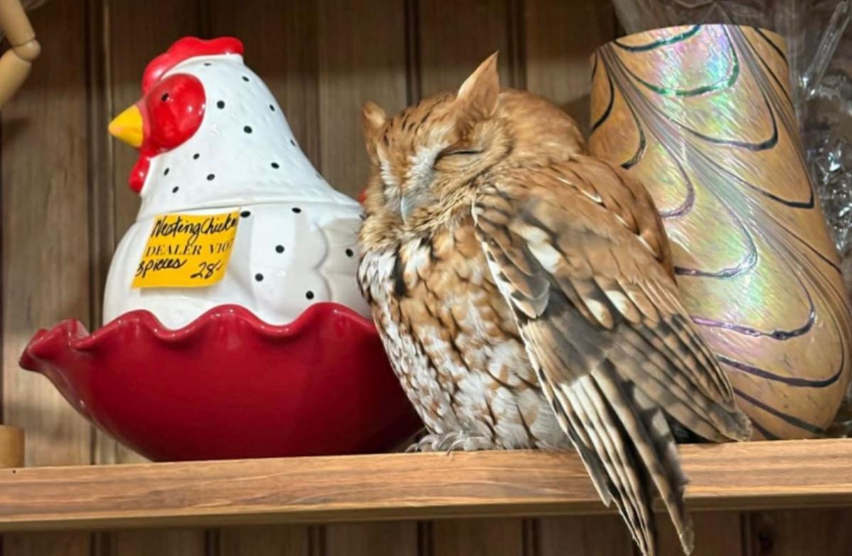 Curious Owl Spotted Next To Cookie Jar In East Durham
