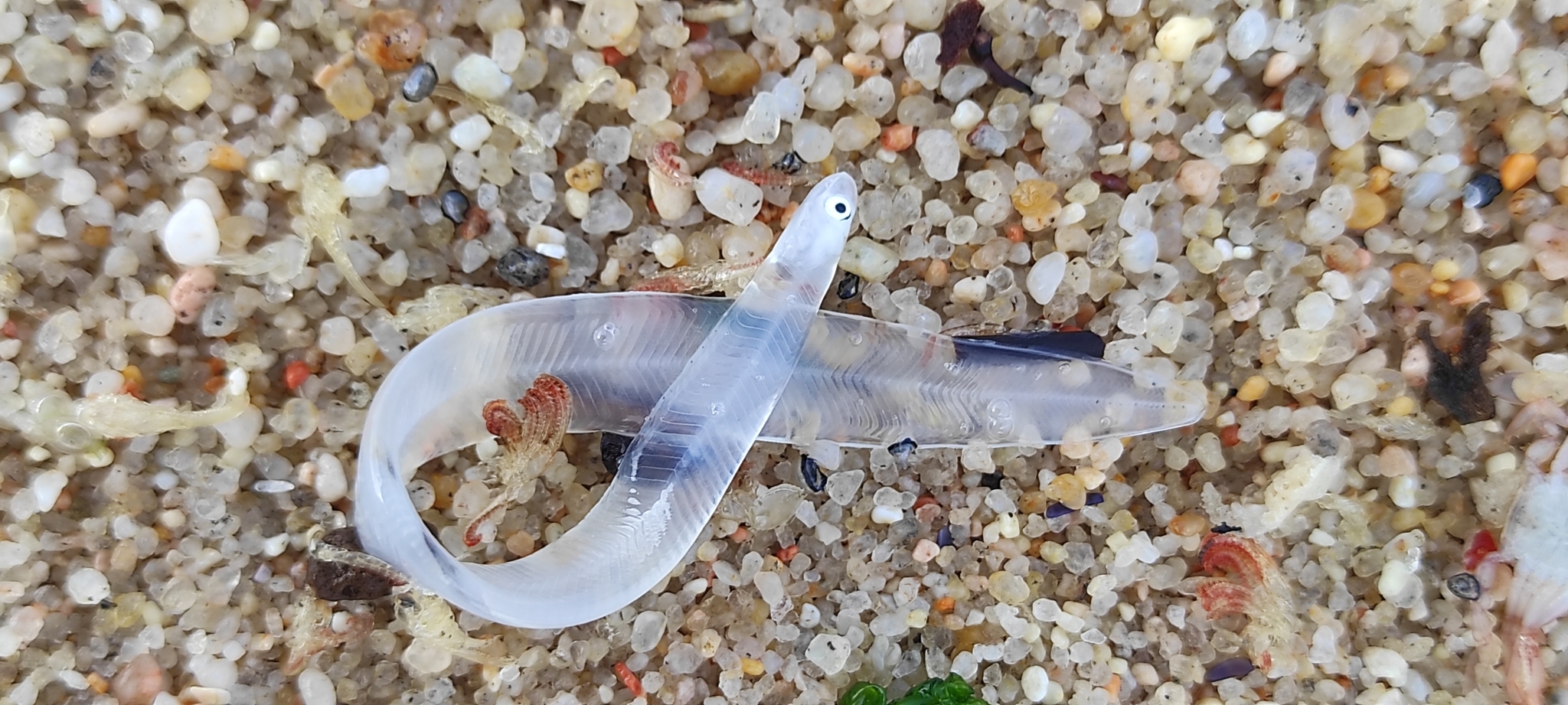 Eight arrested as Europe cracks down on lucrative eel smuggling syndicates